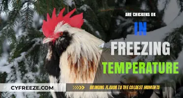 Can Chickens Survive Winter? Freezing Temps and Flock Care Tips