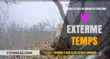 Eagles' Eggs: Surviving Extreme Cold or Facing Freezing Danger?