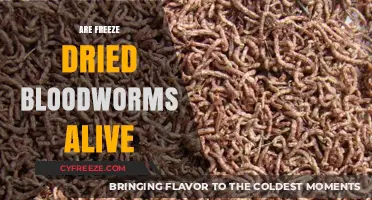 The Lively Debate: Are Freeze-Dried Bloodworms Alive?