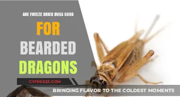 Crunchy Delights: Freeze-Dried Bugs for Bearded Dragons?