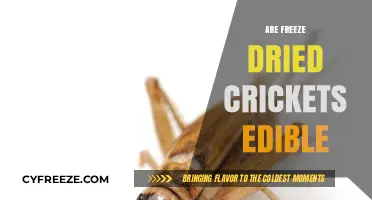 Crunchy and Nutritious: The Truth About Eating Freeze-Dried Crickets