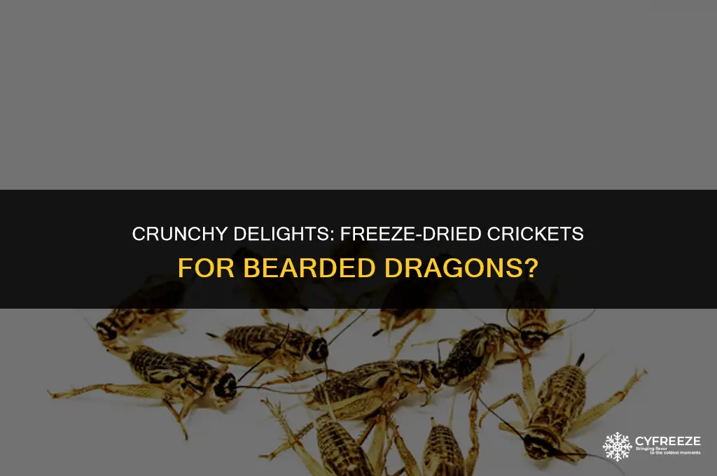 are freeze dried crickets good for bearded dragons