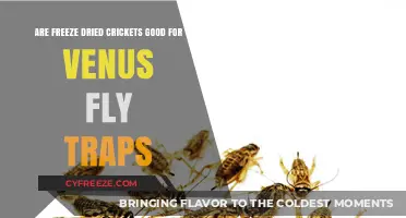 Crunchy Delights: Freeze-Dried Crickets for Venus Fly Traps?