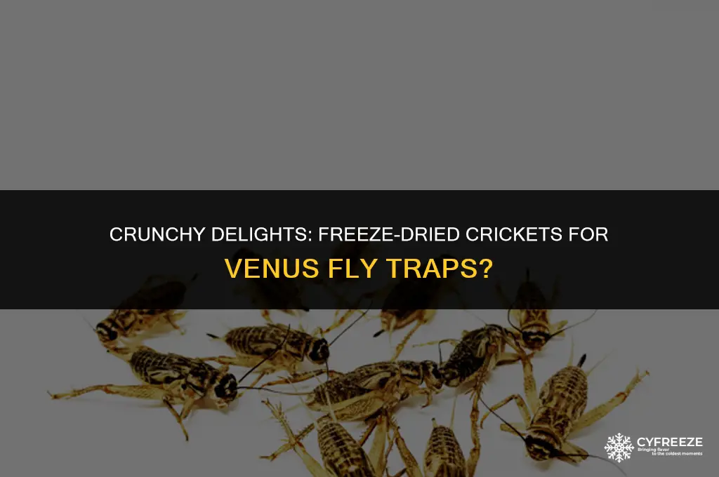 are freeze dried crickets good for venus fly traps