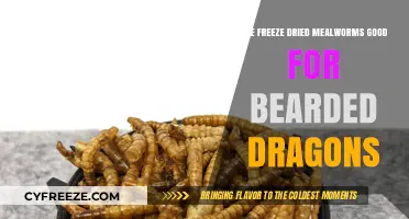Crunchy Delights: Freeze-Dried Mealworms for Bearded Dragons?