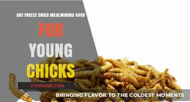 Nourishing Young Chicks: The Benefits of Freeze-Dried Mealworms