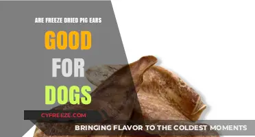 Crunchy Delights: The Truth About Freeze-Dried Pig Ears for Dogs