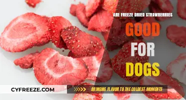 Can Dogs Enjoy Freeze-Dried Strawberries? A Nutritional Guide