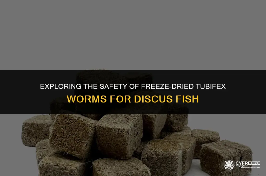 are freeze dried tubifex worms safe for discus