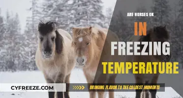 Horses in Freezing Temps: Are They Comfortable and Safe?