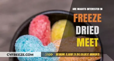 Exploring Maggot Behavior: Freeze-Dried Meat as a Food Source?