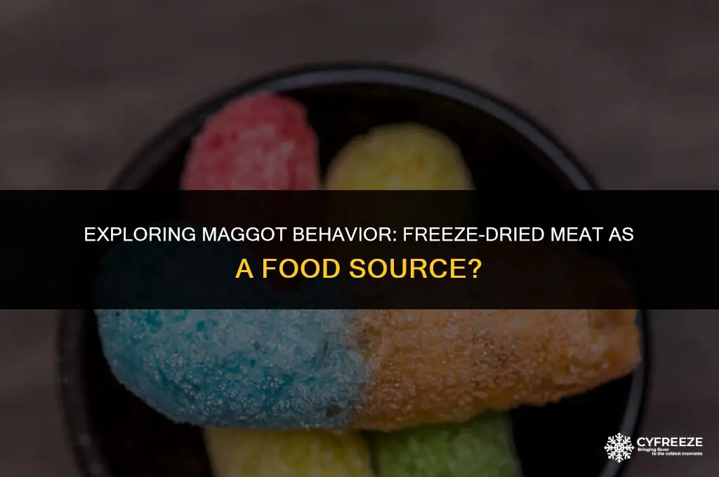 are magots interested in freeze dried meet