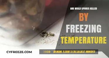 Freezing Temperatures and Mold Spores: Do Cold Conditions Kill Them?
