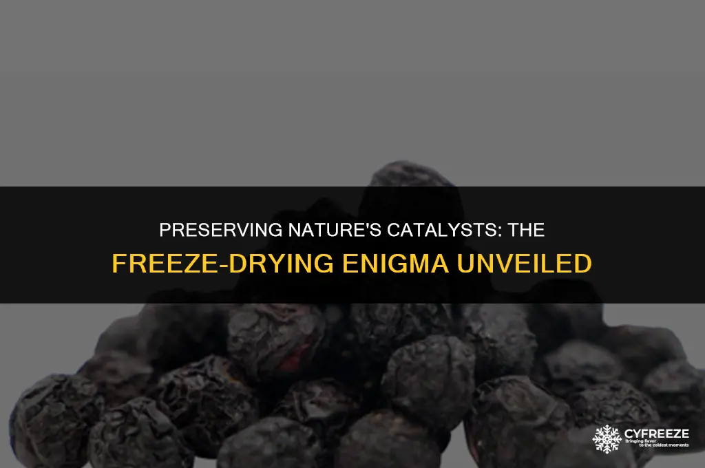 are natural enzymes killed when food is freeze dried