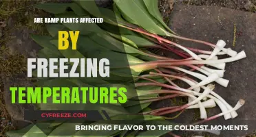 How Freezing Temperatures Impact Ramp Plants: Survival and Growth Insights