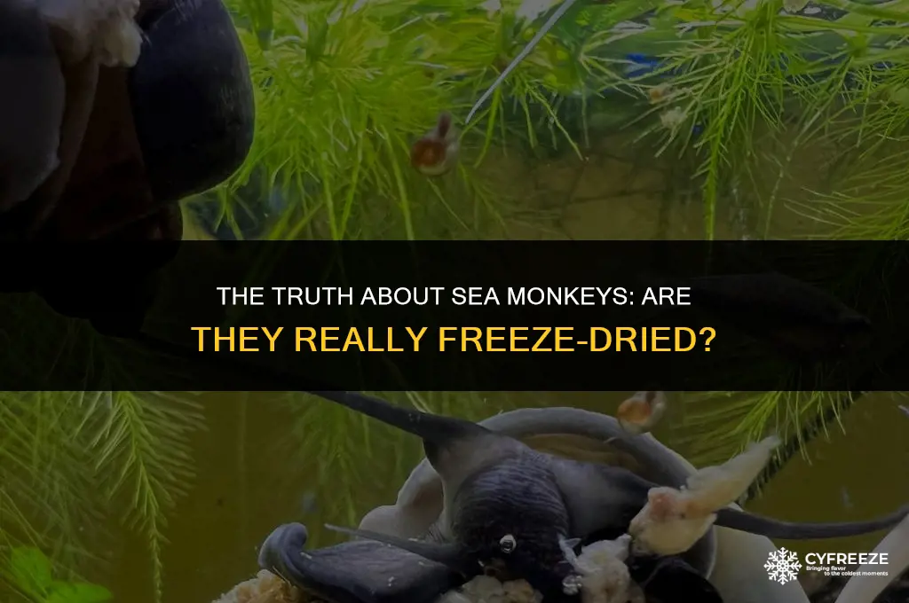 are sea monkeys freeze dried