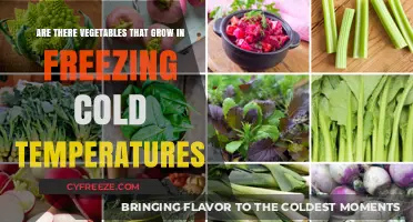 Cold-Hardy Veggies: Thriving in Freezing Temperatures for Winter Gardens