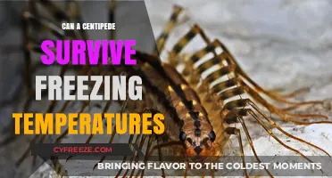 Can Centipedes Survive Winter's Freeze? Uncovering Their Cold Tolerance