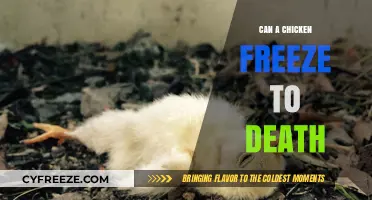 Chilling Truths: Can Chickens Freeze to Death in Winter?