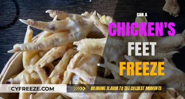 Chilly Toes: Can a Chicken's Feet Really Freeze?