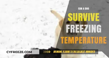 Can Dogs Survive Freezing Temps? Essential Winter Safety Tips