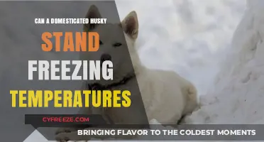 Can Domesticated Huskies Survive Freezing Temperatures? Expert Insights Revealed