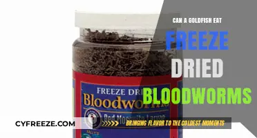 Can Goldfish Eat Freeze-Dried Bloodworms? A Complete Guide