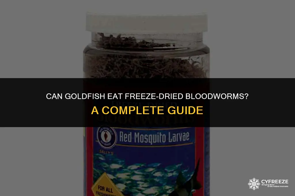 can a goldfish eat freeze dried bloodworms