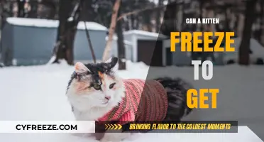 Can Kittens Freeze to Death? Understanding Cold Weather Risks