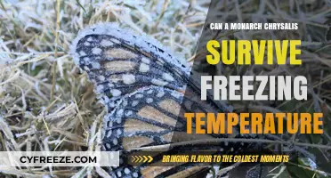Surviving Winter: Can Monarch Chrysalises Endure Freezing Temperatures?