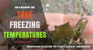 Mulberry Trees and Frost: Surviving Freezing Temperatures in Winter