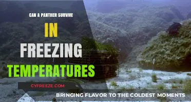 Can Panthers Thrive in Freezing Climates? Survival Secrets Revealed