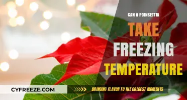 Can Poinsettias Survive Freezing Temps? Winter Care Tips Revealed