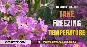 Can Pride of India Trees Survive Freezing Temperatures? Find Out Here