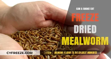 Exploring Reptile Diets: Can Snakes Safely Consume Freeze-Dried Mealworms?