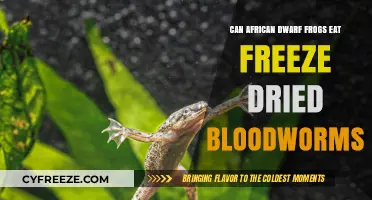 Can African Dwarf Frogs Eat Freeze-Dried Bloodworms?