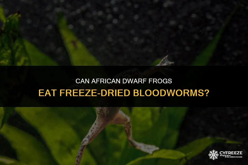 can african dwarf frogs eat freeze dried bloodworms