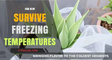 Can Aloe Vera Survive Frost? Cold Weather Care Tips