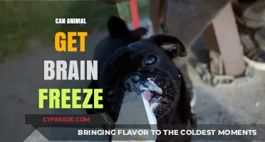 Can Animals Get Brain Freeze? Exploring the Science Behind It