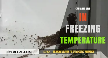 Surviving the Cold: How Ants Thrive in Freezing Temperatures