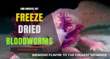 Can Axolotls Feast on Freeze-Dried Bloodworms? A Nutritional Guide