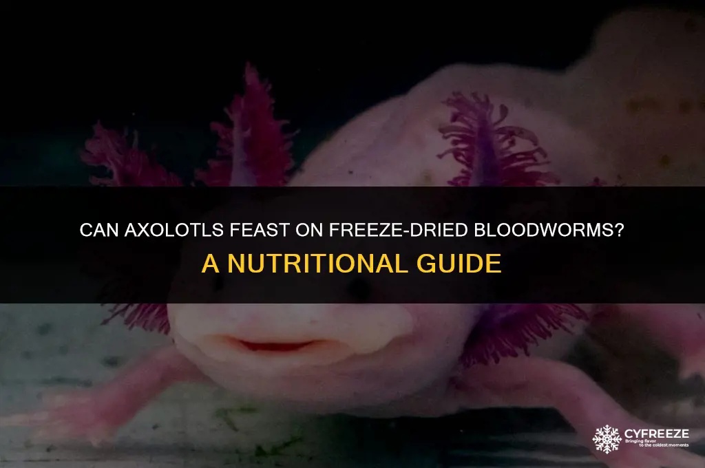can axolotl eat freeze dried bloodworms