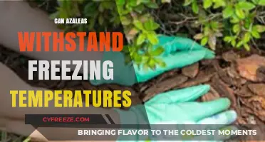 Azaleas and Frost: Surviving Freezing Temperatures in Winter Gardens
