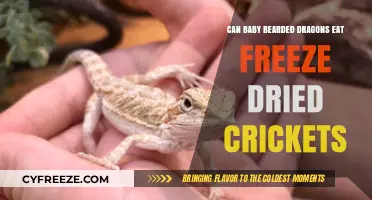 Can Baby Bearded Dragons Eat Freeze-Dried Crickets?