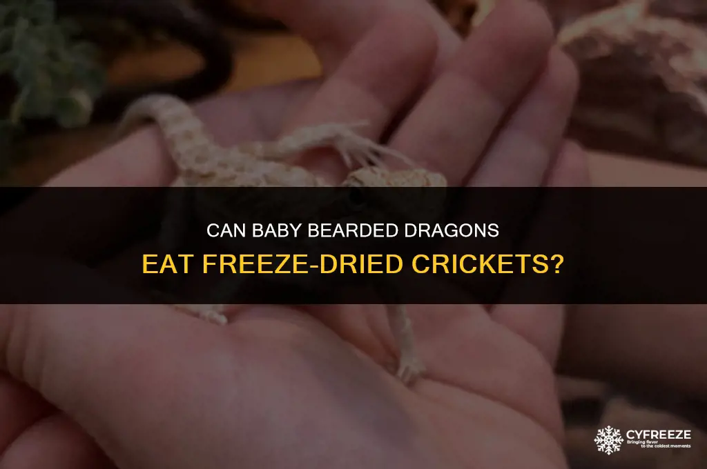 can baby bearded dragons eat freeze dried crickets