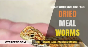 Can Baby Bearded Dragons Eat Freeze-Dried Mealworms?