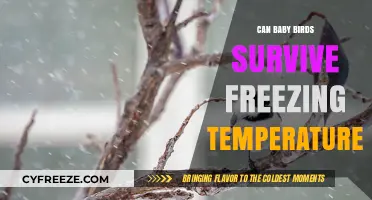 Baby Birds in Winter: Surviving Freezing Temperatures and Cold Nights