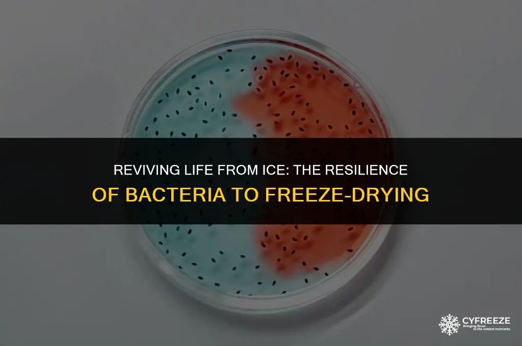 can bacteria survive freeze drying