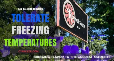 Can Balloon Flowers Survive Frost? Freezing Temperature Tolerance Explained