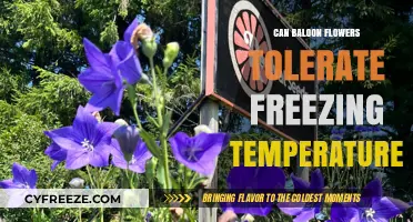 Can Balloon Flowers Survive Frost? Freezing Temperature Tolerance Explained